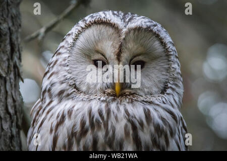 Ural owl (Strix uralensis) Stock Photo