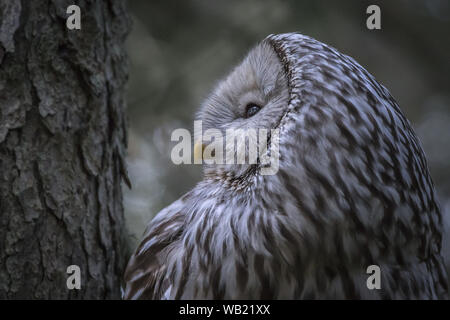 Ural owl (Strix uralensis) Stock Photo