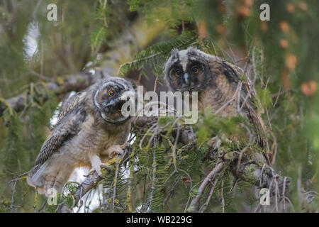Long-eared owl (Asio otus) Stock Photo