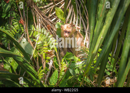 Stump-tailed macaque, (Macaca arctoides) Stock Photo