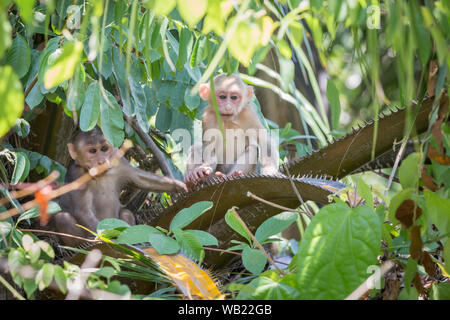 Stump-tailed macaque, (Macaca arctoides) Stock Photo