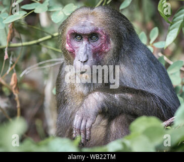 Stump-tailed macaque, (Macaca arctoides) Stock Photo