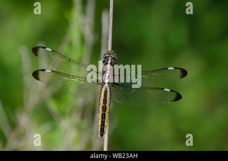 Spangled Skimmer, Libellula cyanea, female Stock Photo