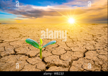 Trees are growing in dry ground Concept Forest and nature conservation Stock Photo