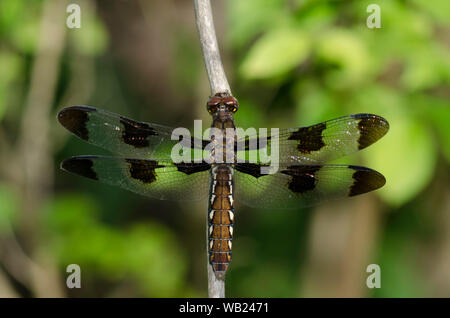 Common Whitetail, Plathemis lydia, female Stock Photo