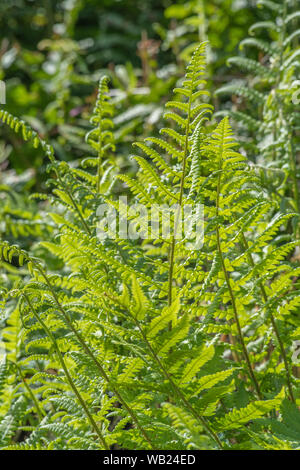 Tuft of fern leaves caught by bright summer sunlight. Fern leaf texture. Stock Photo