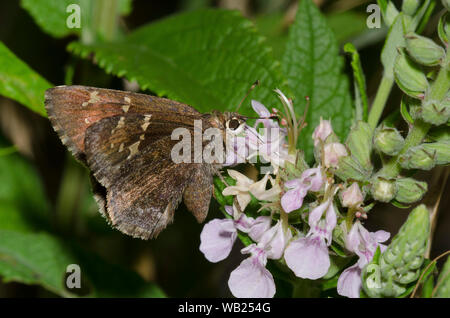 Outis Skipper, Cogia outis, nectaring on American Germander, Teucrium canadense Stock Photo
