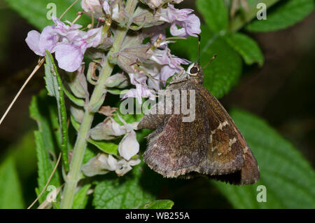 Outis Skipper, Cogia outis, nectaring on American Germander, Teucrium canadense Stock Photo