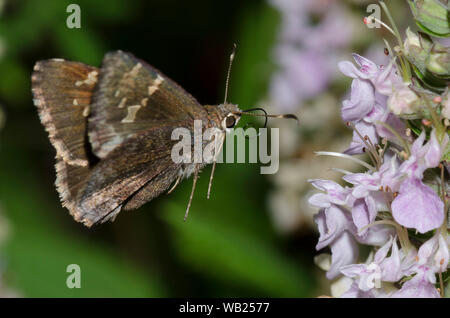 Outis Skipper, Cogia outis, in flight after nectaring from American Germander, Teucrium canadense Stock Photo