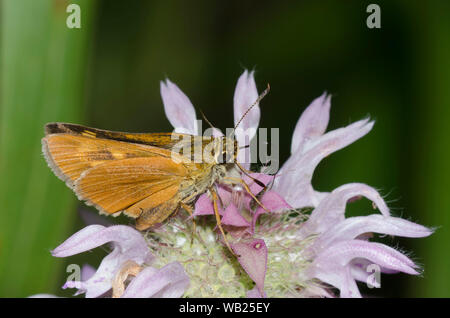 Byssus Skipper, Atrytone byssus, female nectaring on lemon beebalm, Monarda citriodora Stock Photo