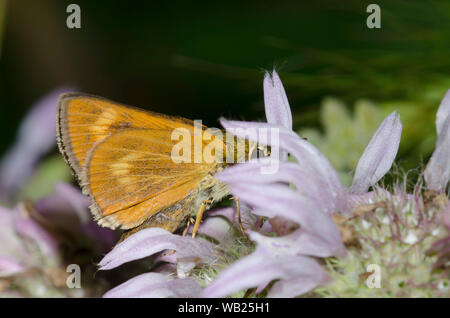 Byssus Skipper, Atrytone byssus, female nectaring on lemon beebalm, Monarda citriodora Stock Photo