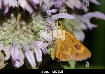 Byssus Skipper, Atrytone byssus, female nectaring on lemon beebalm, Monarda citriodora Stock Photo