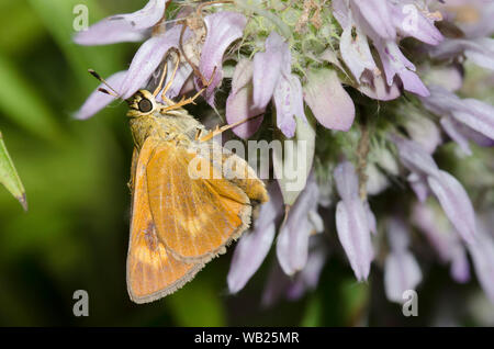 Byssus Skipper, Atrytone byssus, female nectaring on lemon beebalm, Monarda citriodora Stock Photo