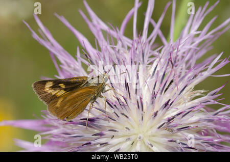 Byssus Skipper, Atrytone byssus, female nectaring on American Star-thistle, Plectocephalus americanus Stock Photo