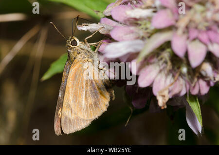 Byssus Skipper, Atrytone byssus, female nectaring on lemon beebalm, Monarda citriodora Stock Photo