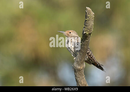 A northern flicker is perched on a branch at Turnbull Wildlife Refuge near Cheney, Washington. Stock Photo