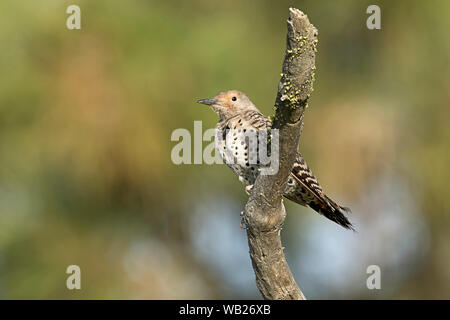 A northern flicker is perched on a branch at Turnbull Wildlife Refuge near Cheney, Washington. Stock Photo
