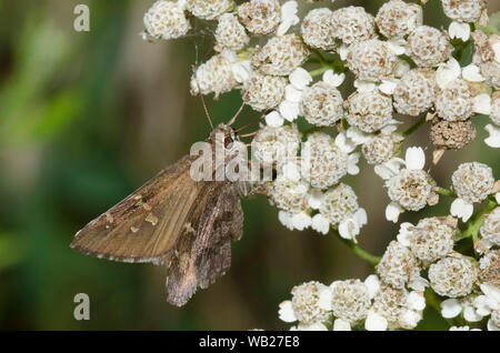 Outis Skipper, Cogia outis, perched on yarrow, Achillea sp. Stock Photo