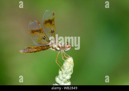 Eastern Amberwing, Perithemis tenera, female Stock Photo
