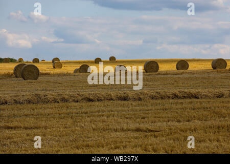 POLAND 2019: harvest in Poland. Stubble formed after mowing the grain, the straw was blotted Stock Photo