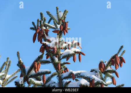 Many small brown cones on top of spruce under white snow. Sunny winter day in the forest. Christmas holidays Stock Photo