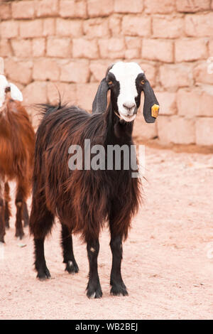 a brown Nubian goat with a white head and a yellow chip on a dark ear in a farmyard yard on a sunny day Stock Photo