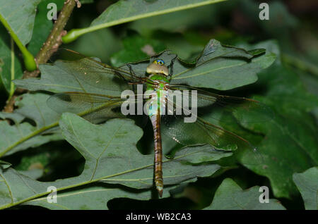 Common Green Darner, Anax junius, female Stock Photo