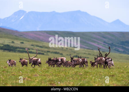 Yukon, Canada - July 21, 2016: The Porcupine Caribou herd summer migration through Yukon's arctic North Slope region.. Stock Photo
