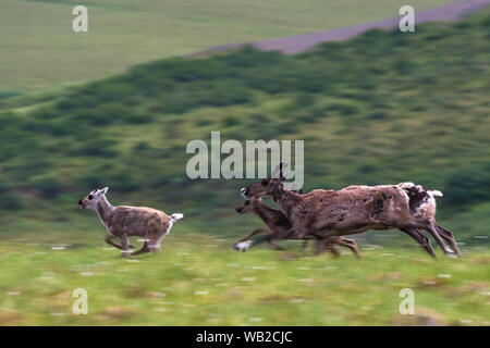Yukon, Canada - July 21, 2016: The Porcupine Caribou calf, yearling and cow on their summer migration through Yukon's arctic North Slope region. The herd is the only barren ground caribou herd across North America that isn't in steep decline, yet their calving grounds in the Arctic National Wildlife Refuge are under threat due to increased pressure for oil and gas development spurred by the Trump administration. Stock Photo