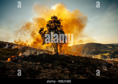 Tree burning on a forest clearing opened for cattle in the brazilian rainforest Stock Photo