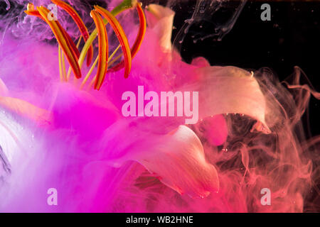 White Lily under water, of pink colour surrounds the flower. Abstract creative photo, pink color swirling in the water. Bright colored ink. Stock Photo