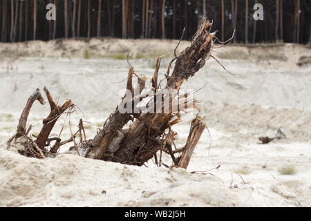 Close up of a distorted driftwood on a sandy beach by the river on a blurry background of pine forest, selective focus Stock Photo