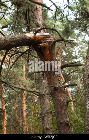 Old, dry, crumpled tree against a blurry forest background, selective focus Stock Photo