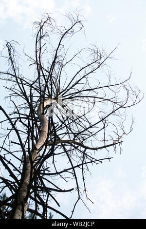 Bottom view of a dry tree with branches without foliage against blue cloudless sky Stock Photo