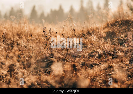 Spider web in the thickets of autumn grass at sunrise Stock Photo