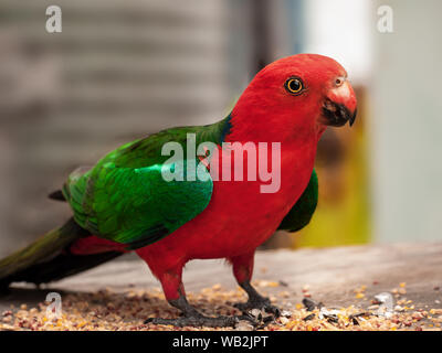 Australian native bird, red and green king parrot Stock Photo