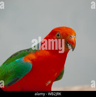 Close up of male Australian parrot, king parrot Alisterus scapularis Stock Photo