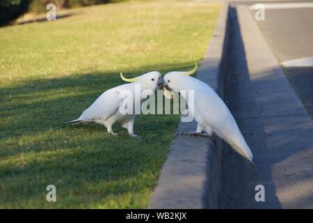 Two friendly cockatoos sharing an apple in a park Stock Photo