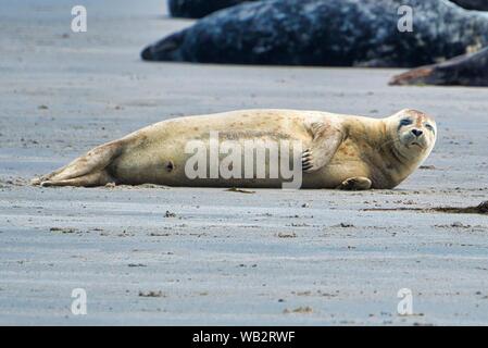Grey seal on South beach ofHeligoland - island Dune - germany Stock Photo