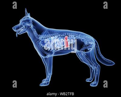 Dog spleen, computer illustration. Stock Photo