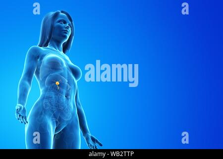 Gallbladder, computer illustration. Stock Photo