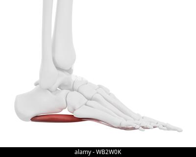 Flexor digitorum brevis muscle, computer illustration Stock Photo - Alamy