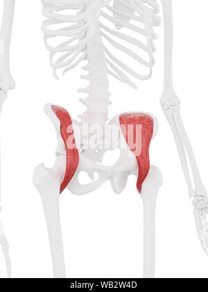 Iliacus muscle, computer illustration. Stock Photo