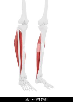 Soleus muscle, computer illustration. Stock Photo