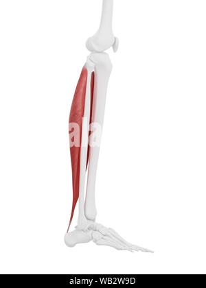 Soleus muscle, computer illustration. Stock Photo