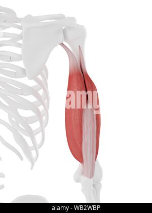 Muscle anatomy of the human arm, posterior view Stock Photo: 57643116