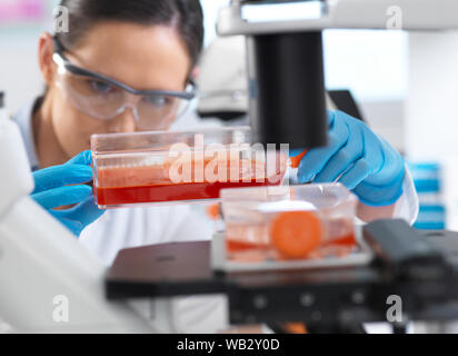 Stem cell research. Cell biologist placing a flask containing stem cells cultivated in red growth medium under a inverted microscope to check their development. Stock Photo