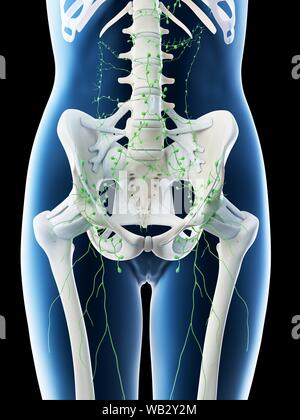 Female abdominal lymph nodes, computer illustration. Stock Photo