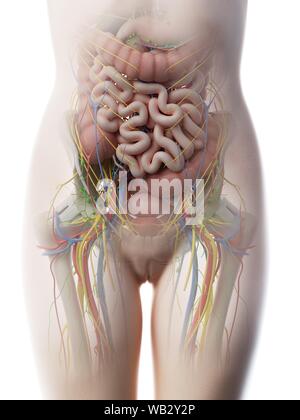 Anatomy Of The Female Abdomen And Pelvis Stock Photo Alamy