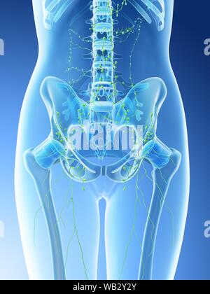 Female abdominal lymph nodes, computer illustration. Stock Photo